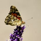 Distelfalter (Vanessa cardui)