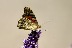 Distelfalter (Vanessa cardui)