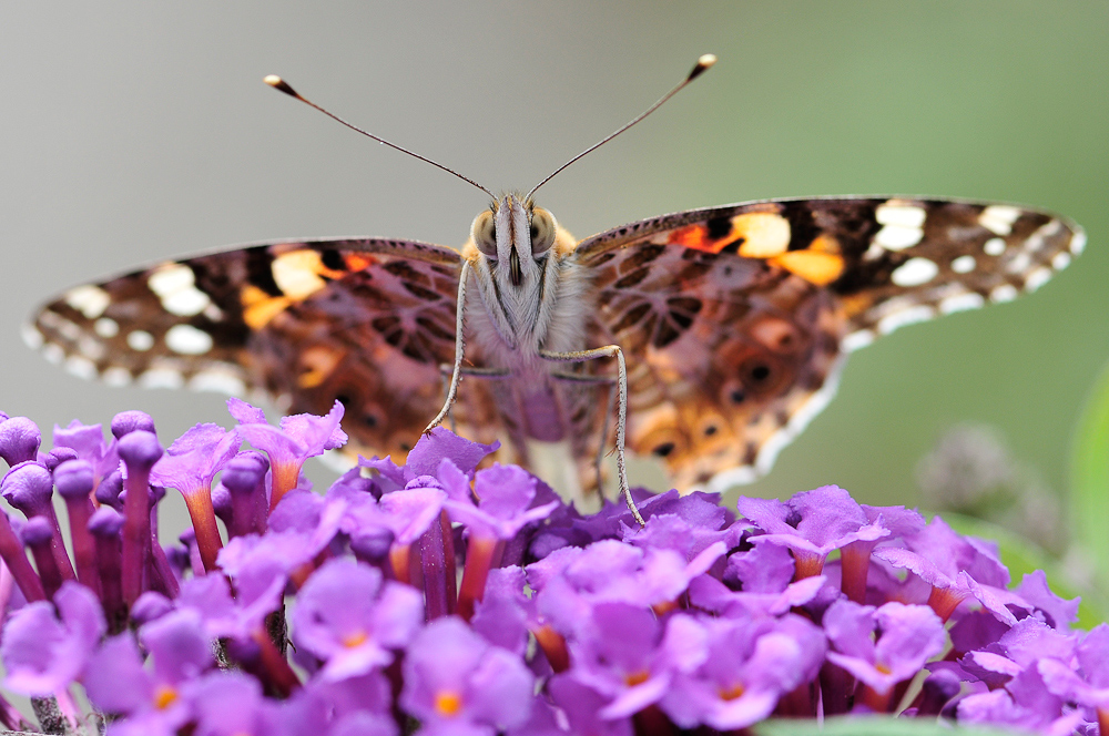 Distelfalter (Vanessa cardui)