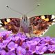 Distelfalter (Vanessa cardui)