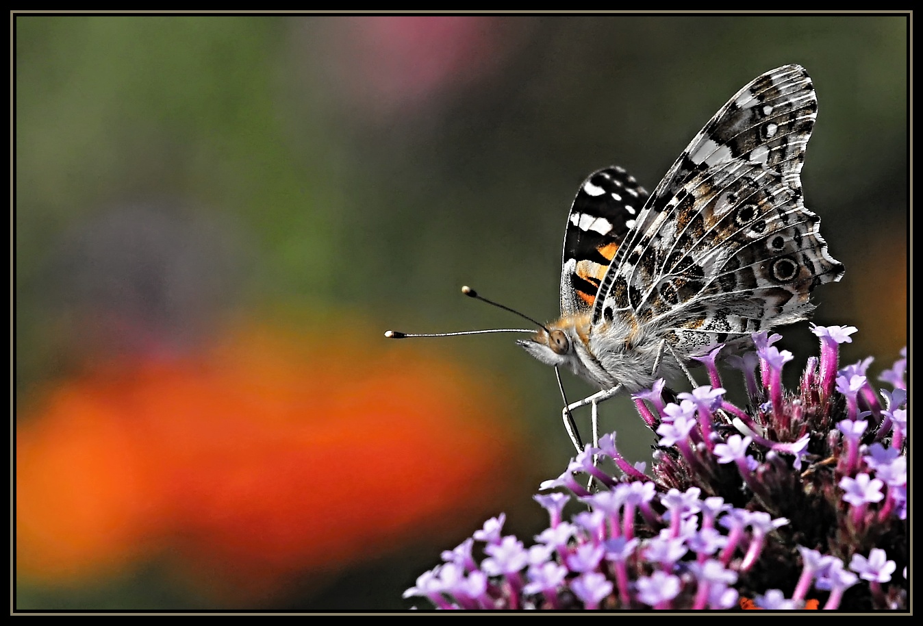 Distelfalter (Vanessa cardui)