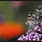 Distelfalter (Vanessa cardui)