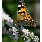 Distelfalter (Vanessa cardui)......