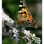 Distelfalter (Vanessa cardui)......