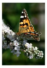 Distelfalter (Vanessa cardui)......