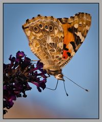 Distelfalter (Vanessa cardui)