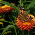 Distelfalter (Vanessa cardui)...