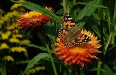 Distelfalter (Vanessa cardui)...