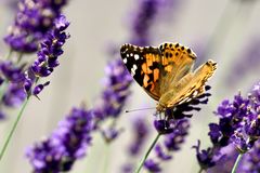 Distelfalter (Vanessa cardui)