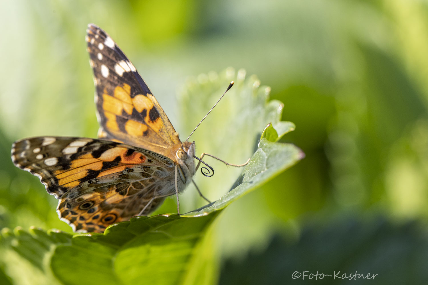 Distelfalter (Vanessa cardui)