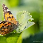 Distelfalter (Vanessa cardui)