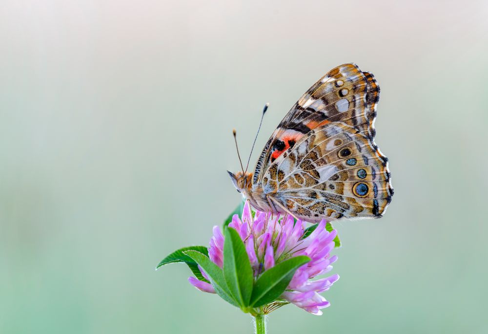 Distelfalter (Vanessa cardui) 