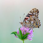 Distelfalter (Vanessa cardui) 