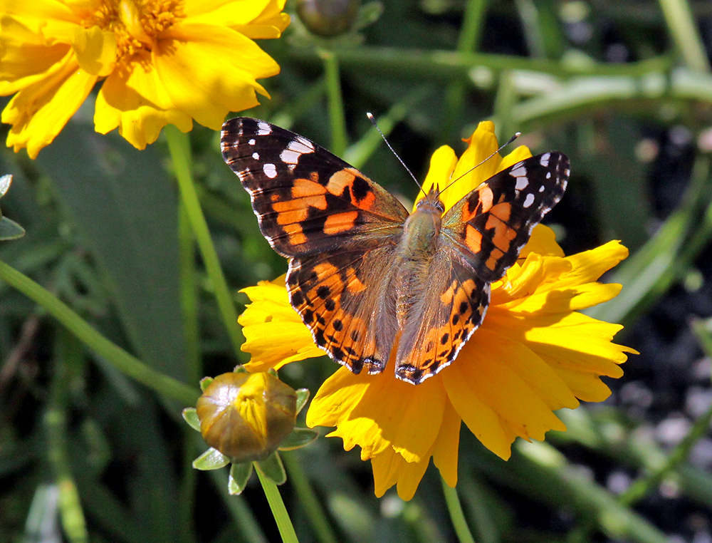 Distelfalter - Vanessa cardui