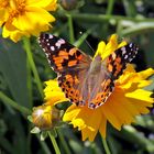 Distelfalter - Vanessa cardui