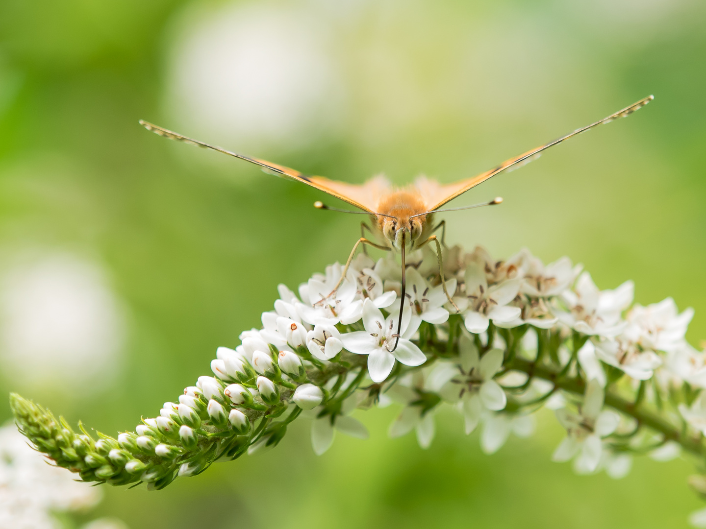 Distelfalter (Vanessa cardui)