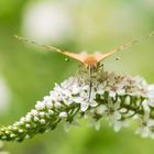 Distelfalter (Vanessa cardui)