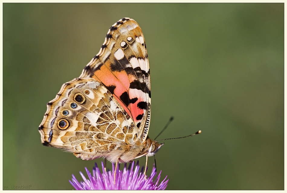 Distelfalter (Vanessa cardui)