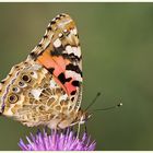 Distelfalter (Vanessa cardui)