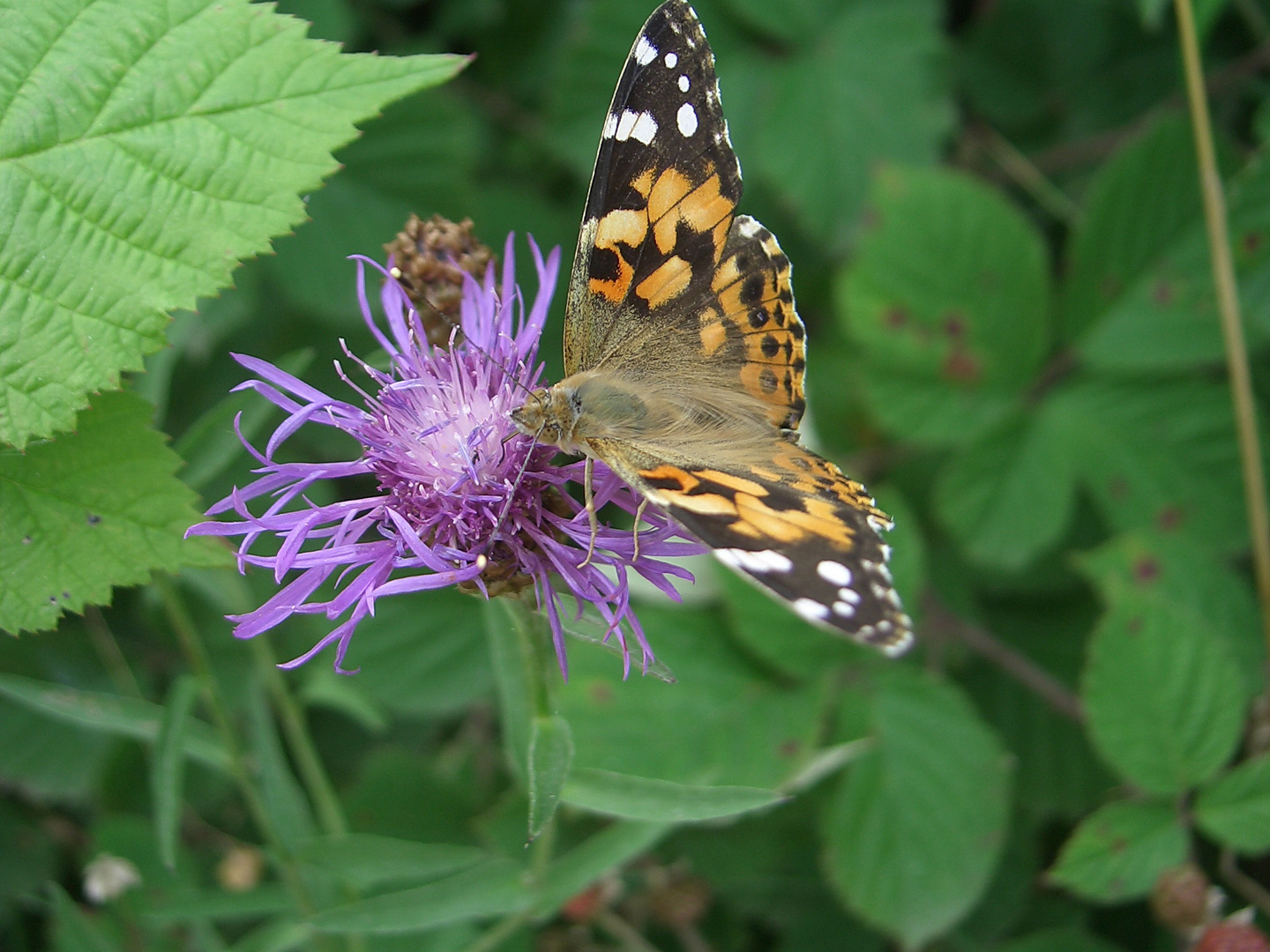 Distelfalter (Vanessa cardui)