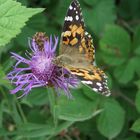 Distelfalter (Vanessa cardui)