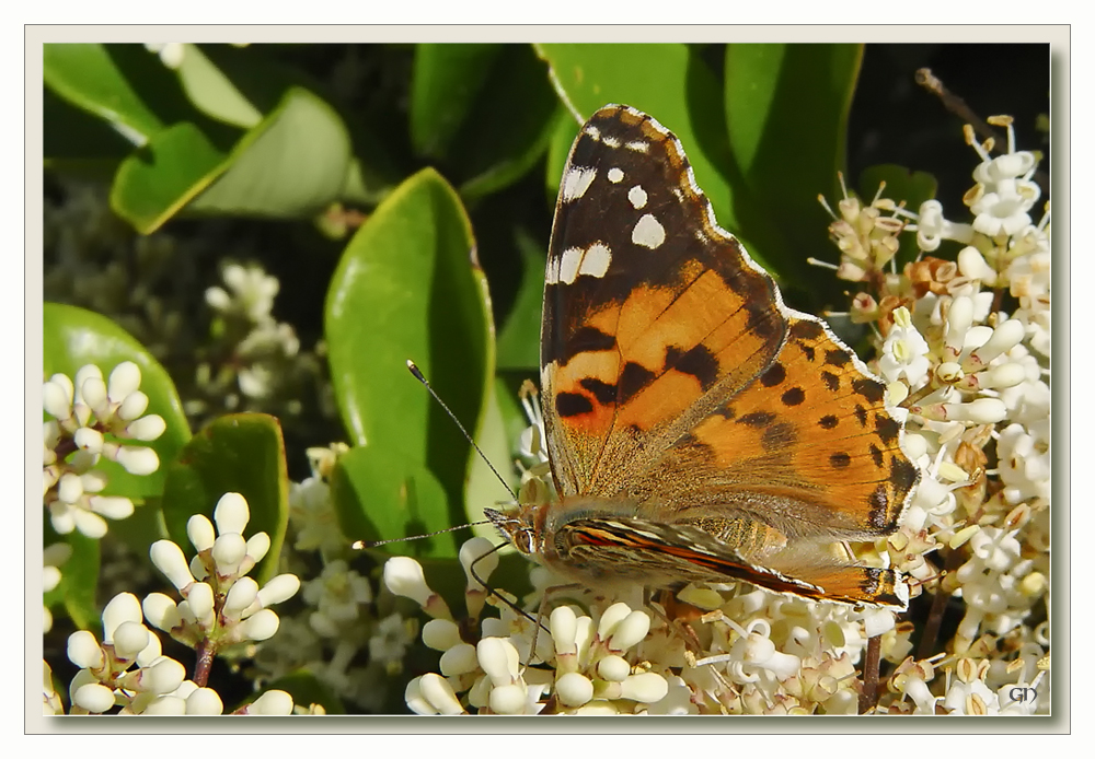 Distelfalter - Vanessa cardui