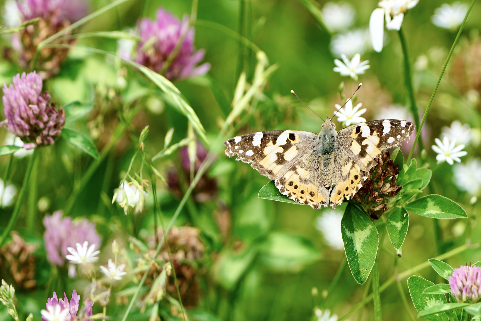 Distelfalter (Vanessa cardui)