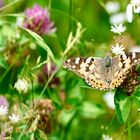 Distelfalter (Vanessa cardui)