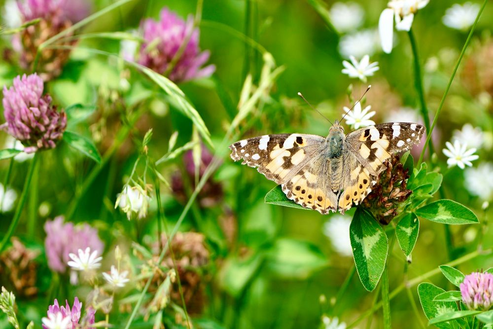 Distelfalter (Vanessa cardui)