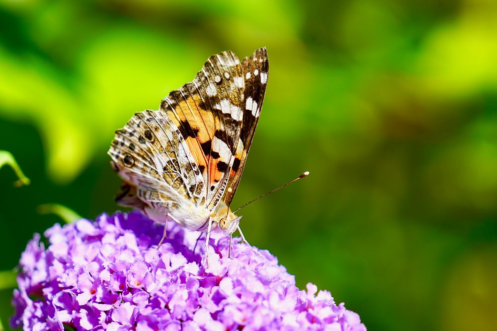 Distelfalter (Vanessa cardui)