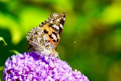 Distelfalter (Vanessa cardui)