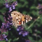 Distelfalter - Vanessa cardui