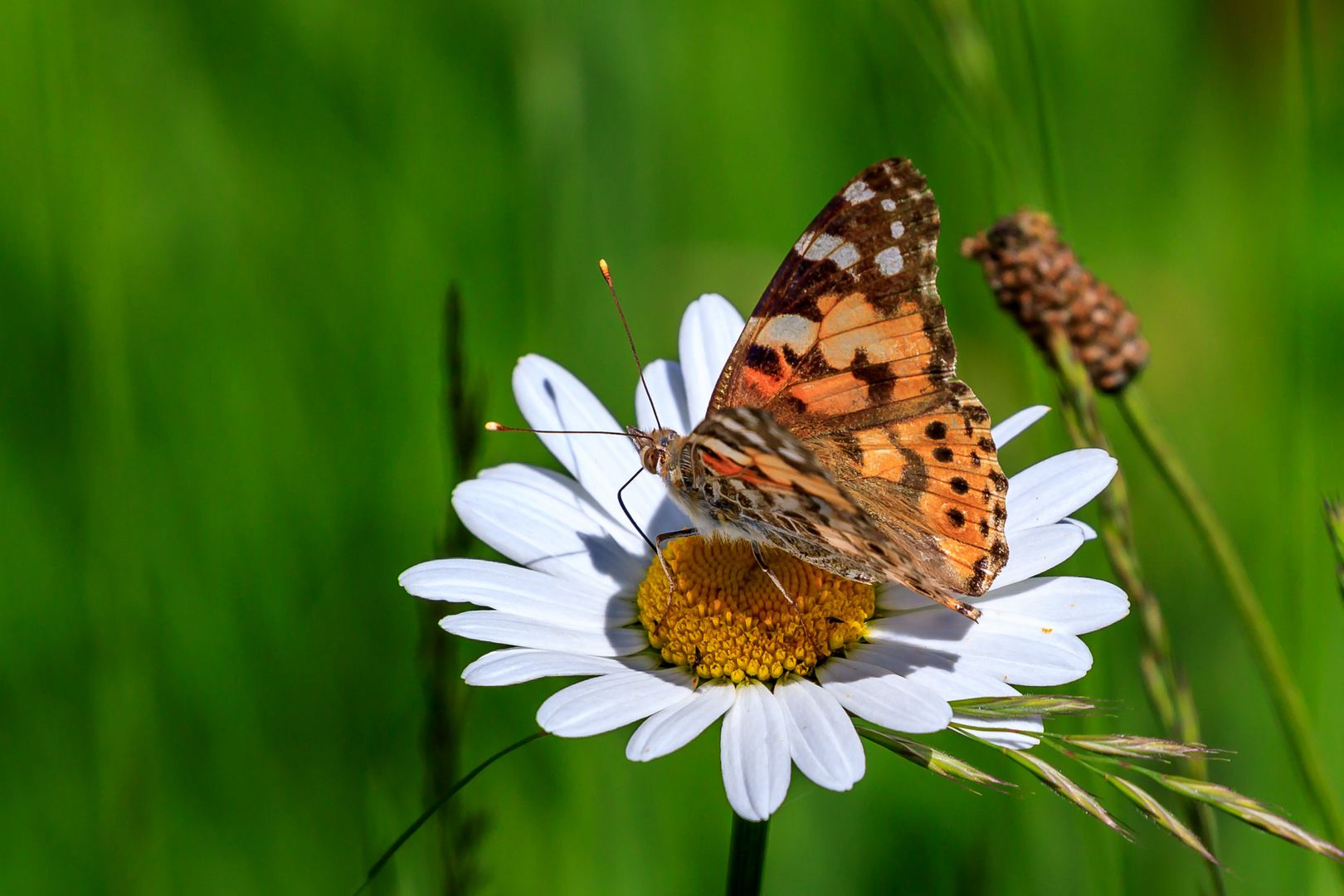 Distelfalter ( Vanessa cardui )