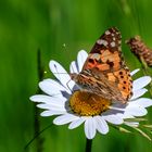 Distelfalter ( Vanessa cardui )