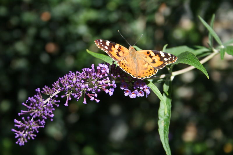 Distelfalter (Vanessa cardui)