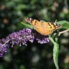 Distelfalter (Vanessa cardui)