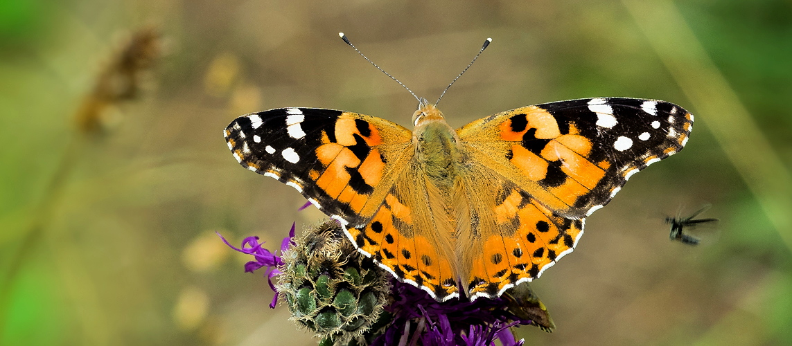 Distelfalter (Vanessa cardui)