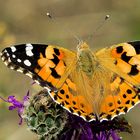 Distelfalter (Vanessa cardui)