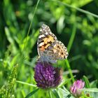 Distelfalter ( Vanessa cardui)