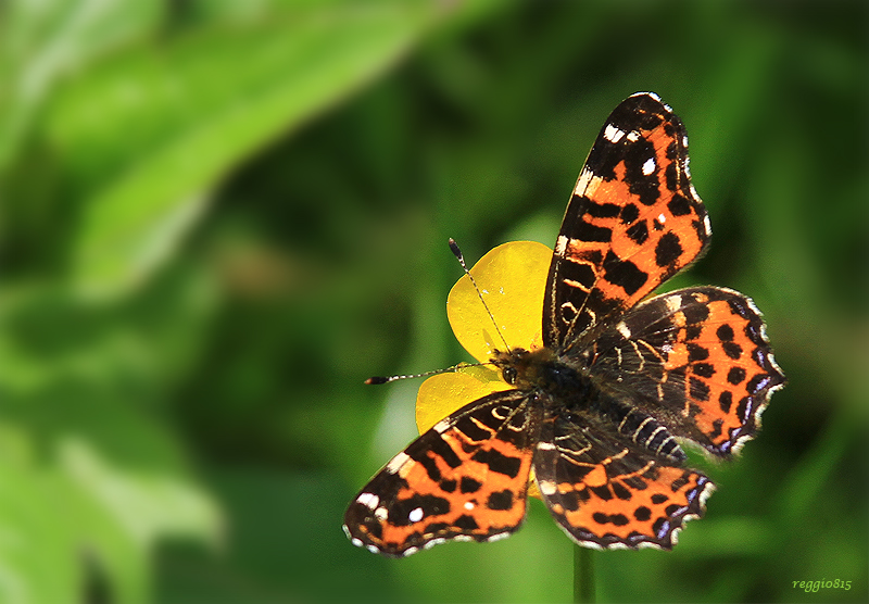 Distelfalter (Vanessa cardui) ????