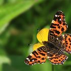 Distelfalter (Vanessa cardui) ????