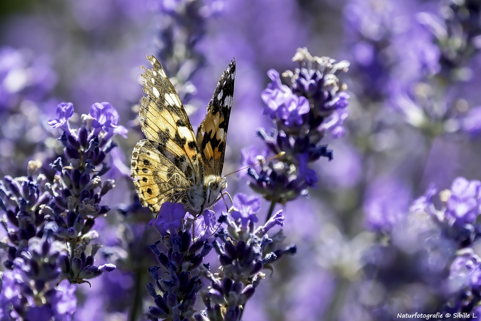 Distelfalter (Vanessa cardui)