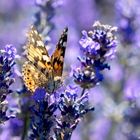 Distelfalter (Vanessa cardui)