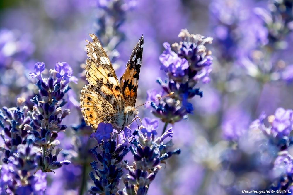 Distelfalter (Vanessa cardui)