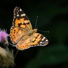 Distelfalter ( Vanessa cardui ).