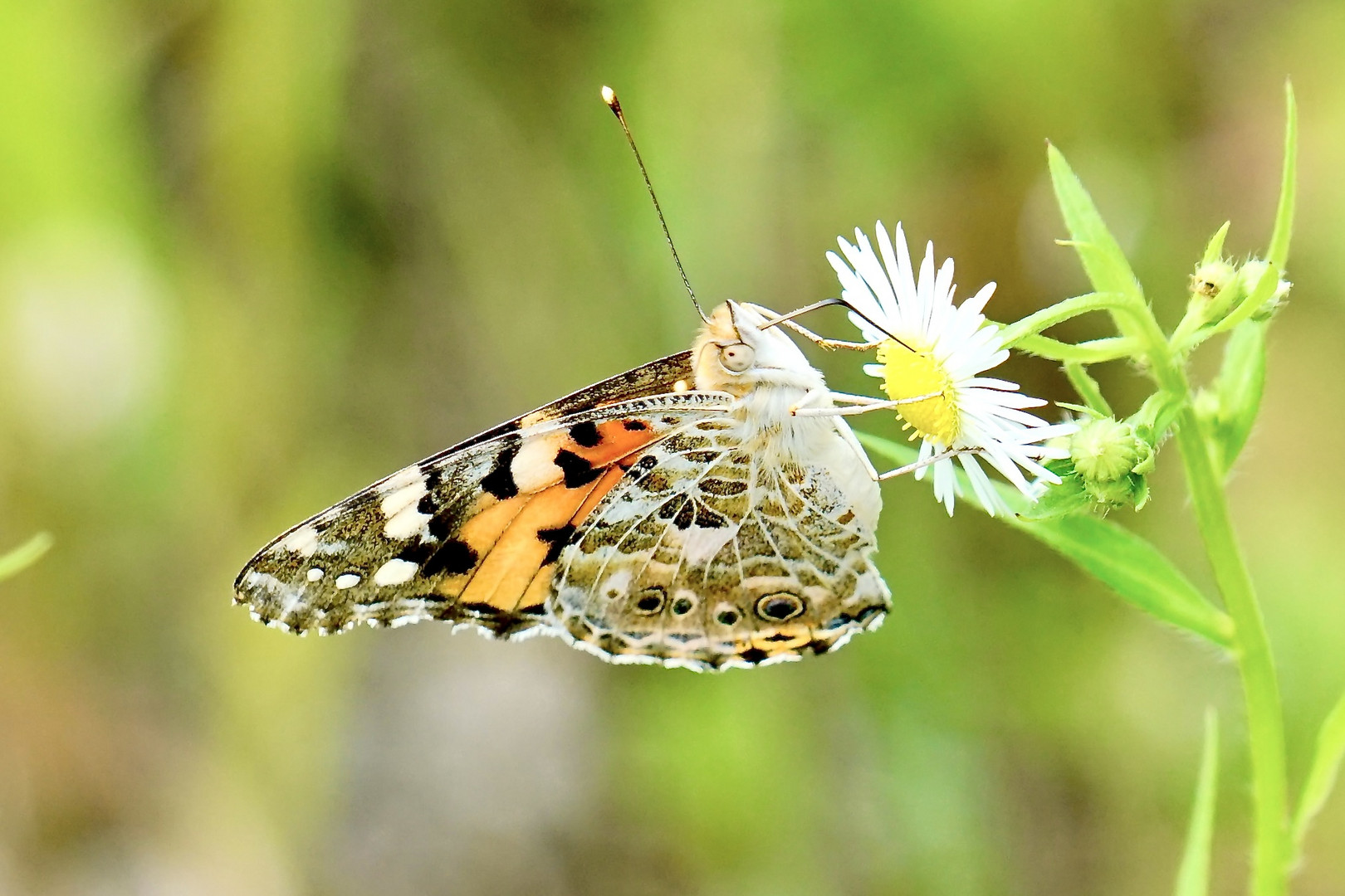 Distelfalter (Vanessa cardui)