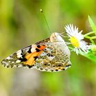 Distelfalter (Vanessa cardui)