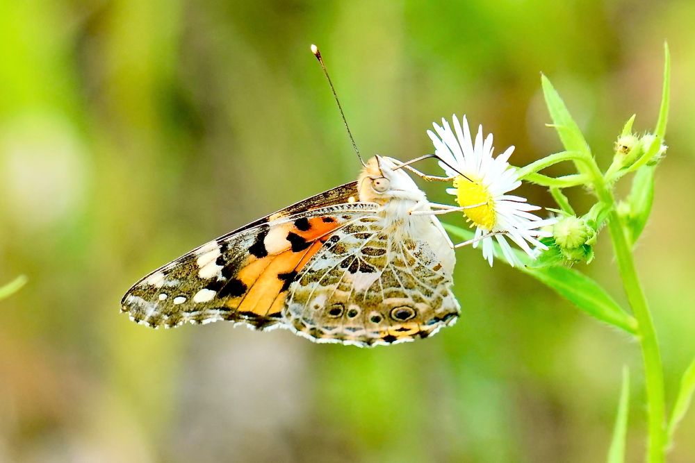 Distelfalter (Vanessa cardui)