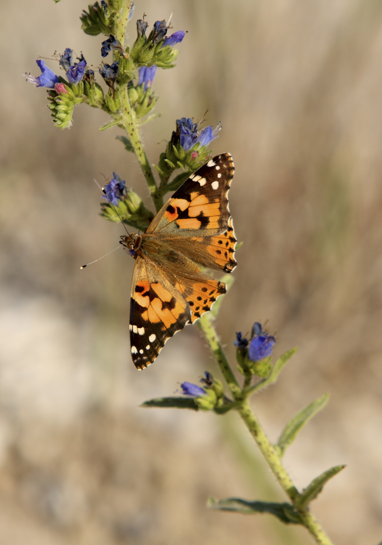 Distelfalter (Vanessa cardui) am Geiseltalsee