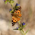 Distelfalter (Vanessa cardui) am Geiseltalsee